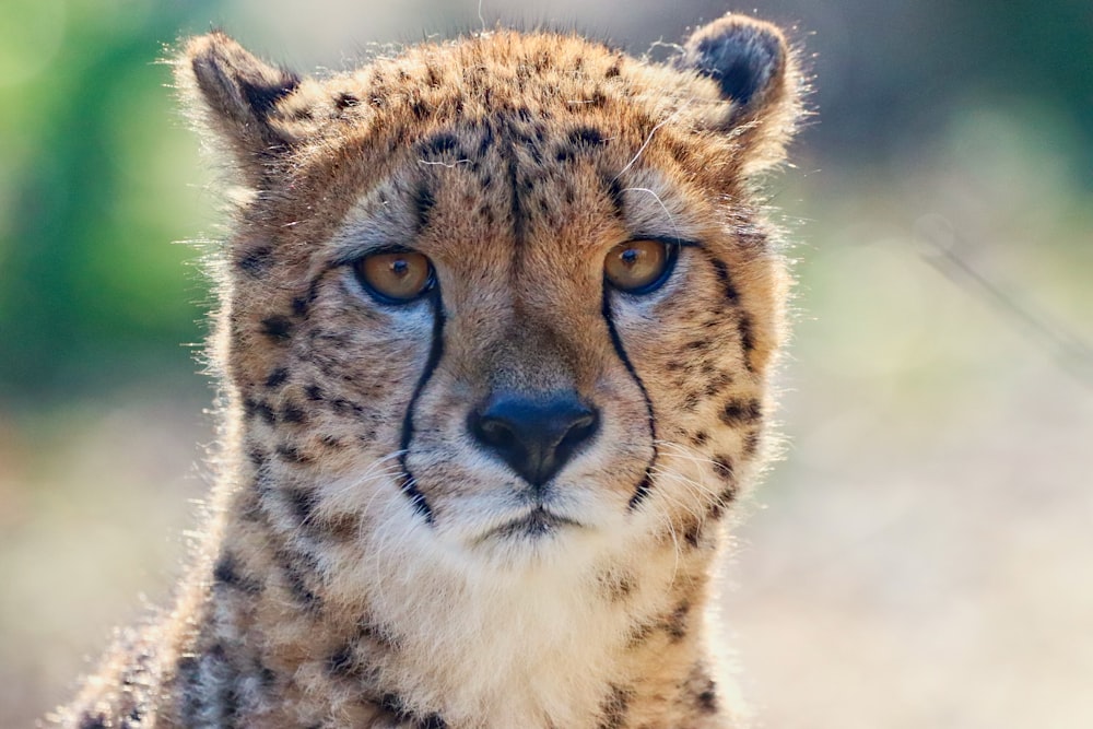 a close up of a cheetah's face with a blurry background