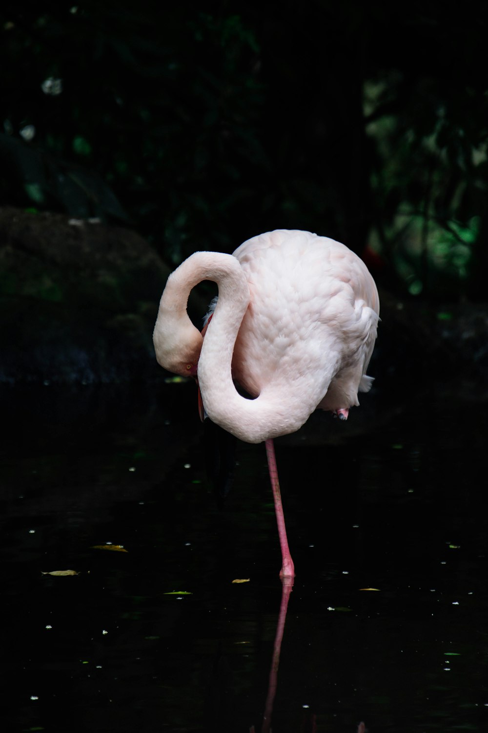 a pink flamingo is standing in the water