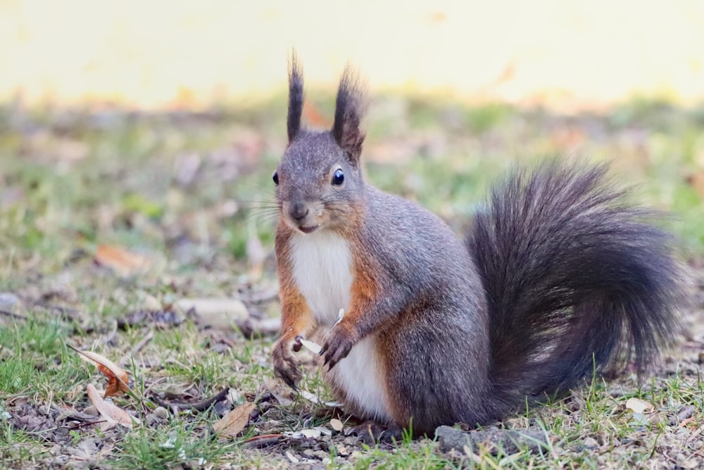 Un écureuil se tient debout sur ses pattes arrière