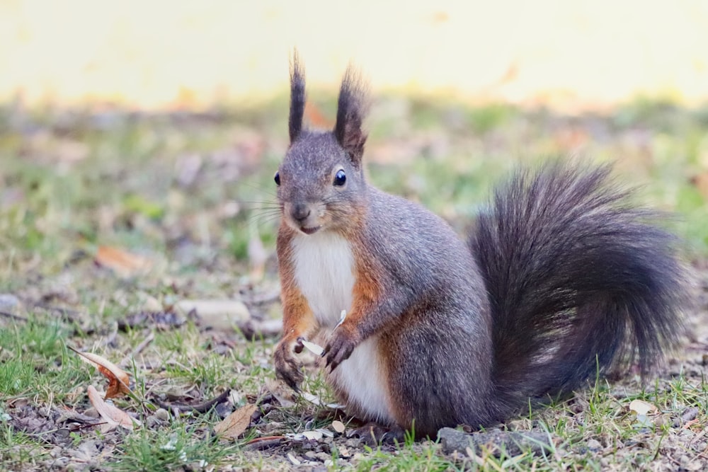 a squirrel is standing on its hind legs