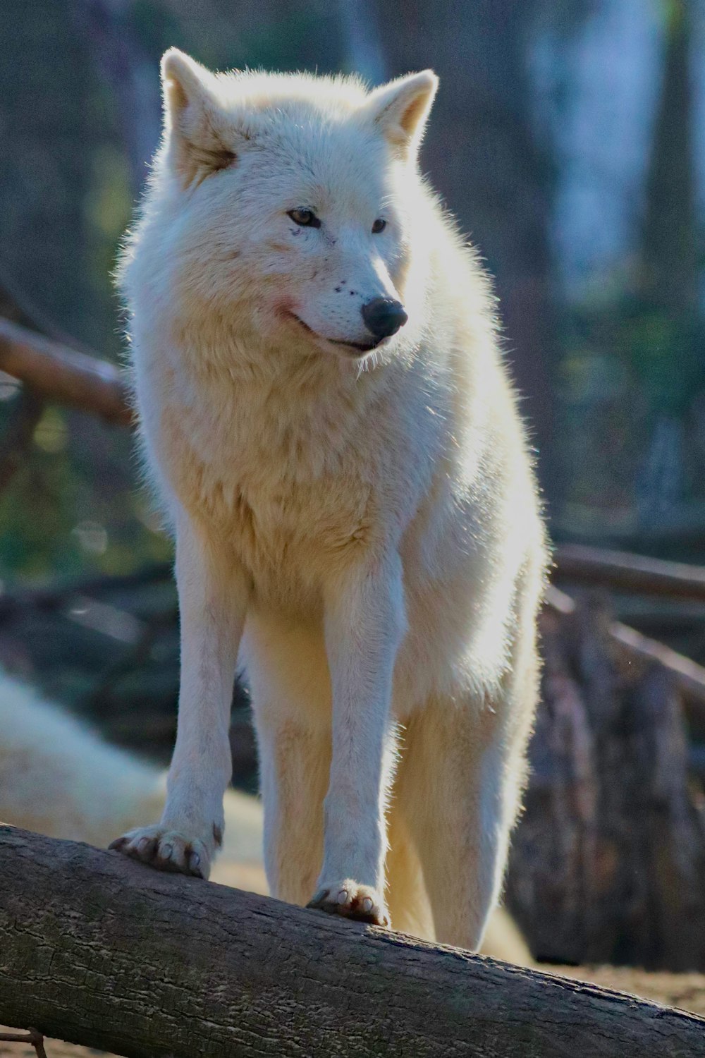 a white wolf standing on top of a log