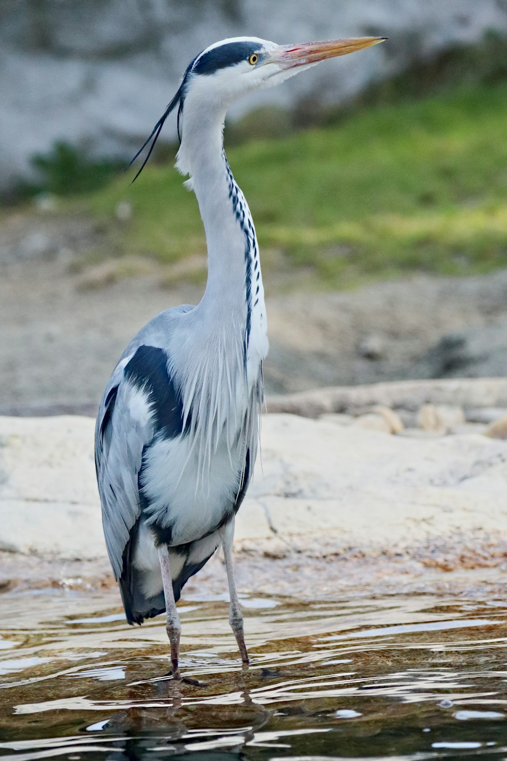 a bird with a long neck standing in a body of water