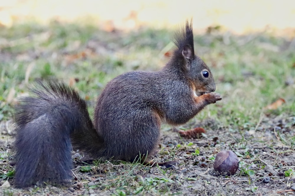 a squirrel eating an acorn on the ground