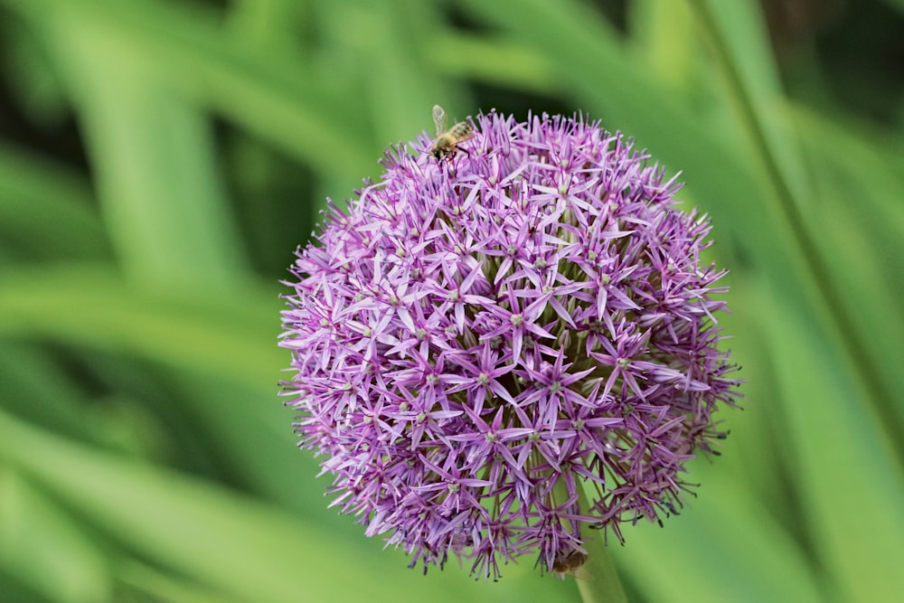 a close up of a purple flower in a field