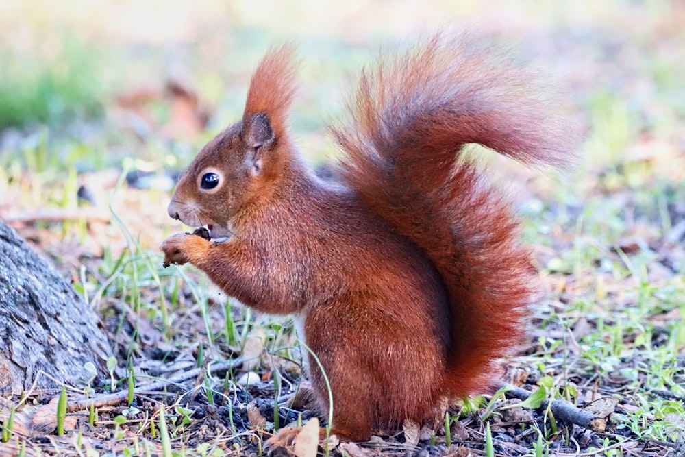 a red squirrel standing on top of a grass covered field