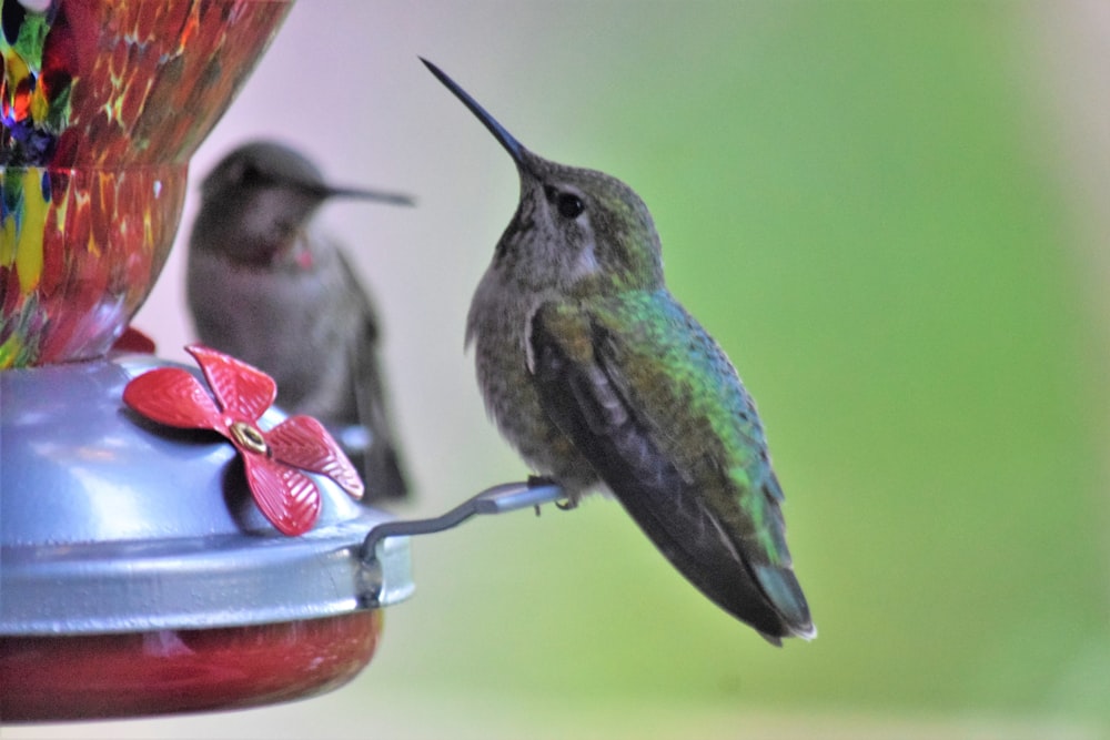 a hummingbird perches on a hummingbird feeder