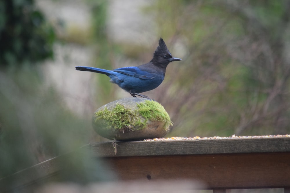 a blue bird sitting on top of a moss covered rock