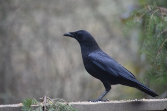 Close-up of a black and purple crocheted crow perched on a rustic wooden branch.