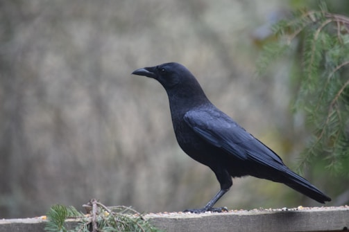 Close-up of a black and purple crocheted crow perched on a rustic wooden branch.