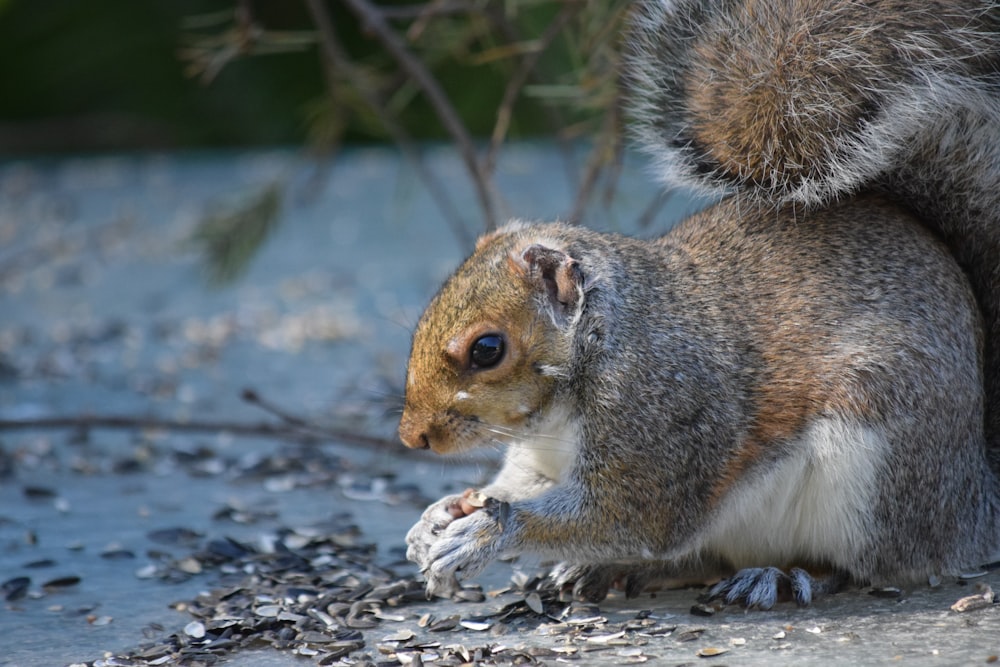 a squirrel is eating something on the ground