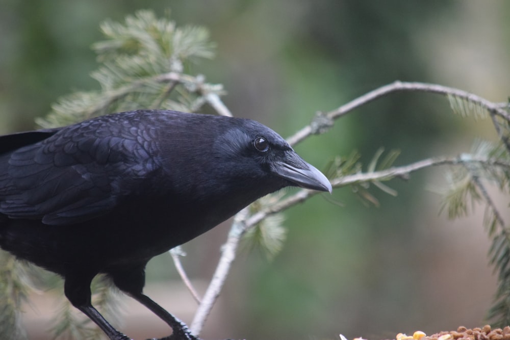 a black bird sitting on top of a tree branch