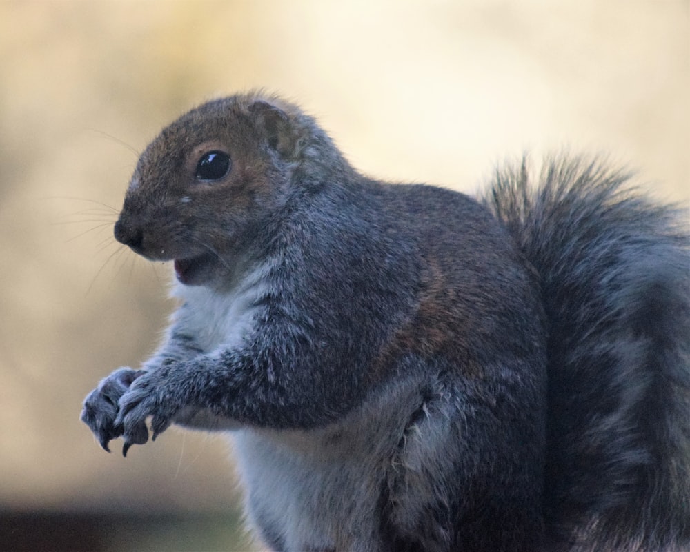 a close up of a squirrel with its mouth open