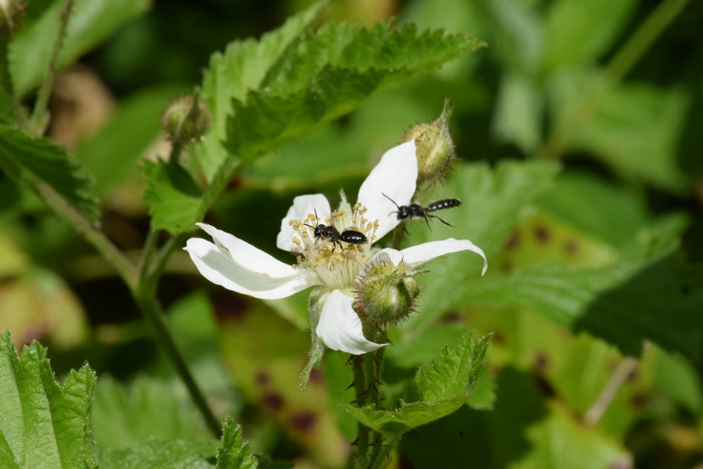 two bees are sitting on a white flower