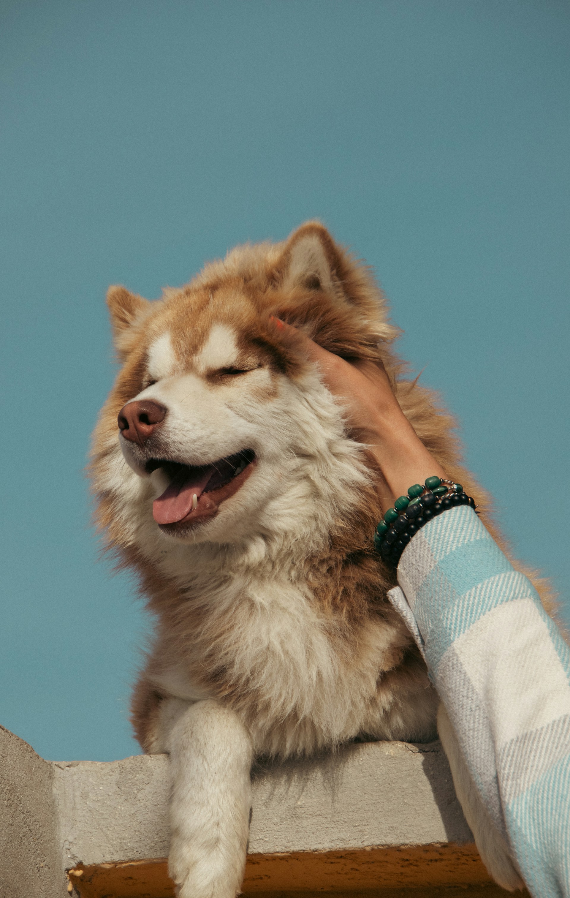 a person petting a dog on top of a building