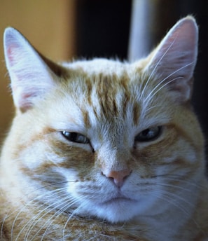 a close up of a cat laying on a bed