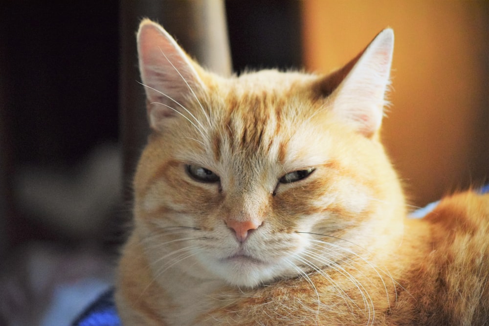 a close up of a cat laying on a bed