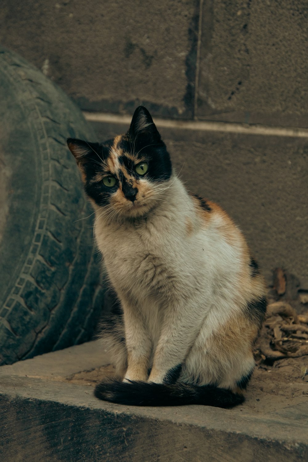 a cat sitting on a step next to a tire
