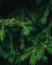 a close up of a pine tree branch