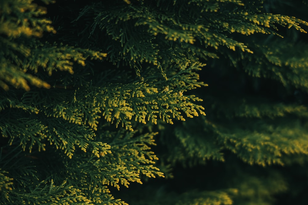 a close up of a green tree with yellow needles