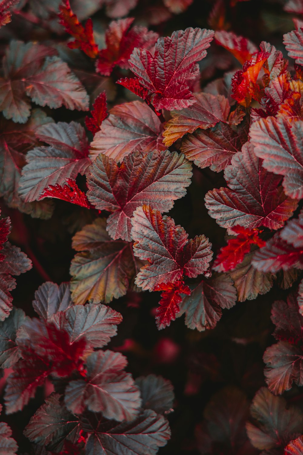 a close up of a bunch of red leaves