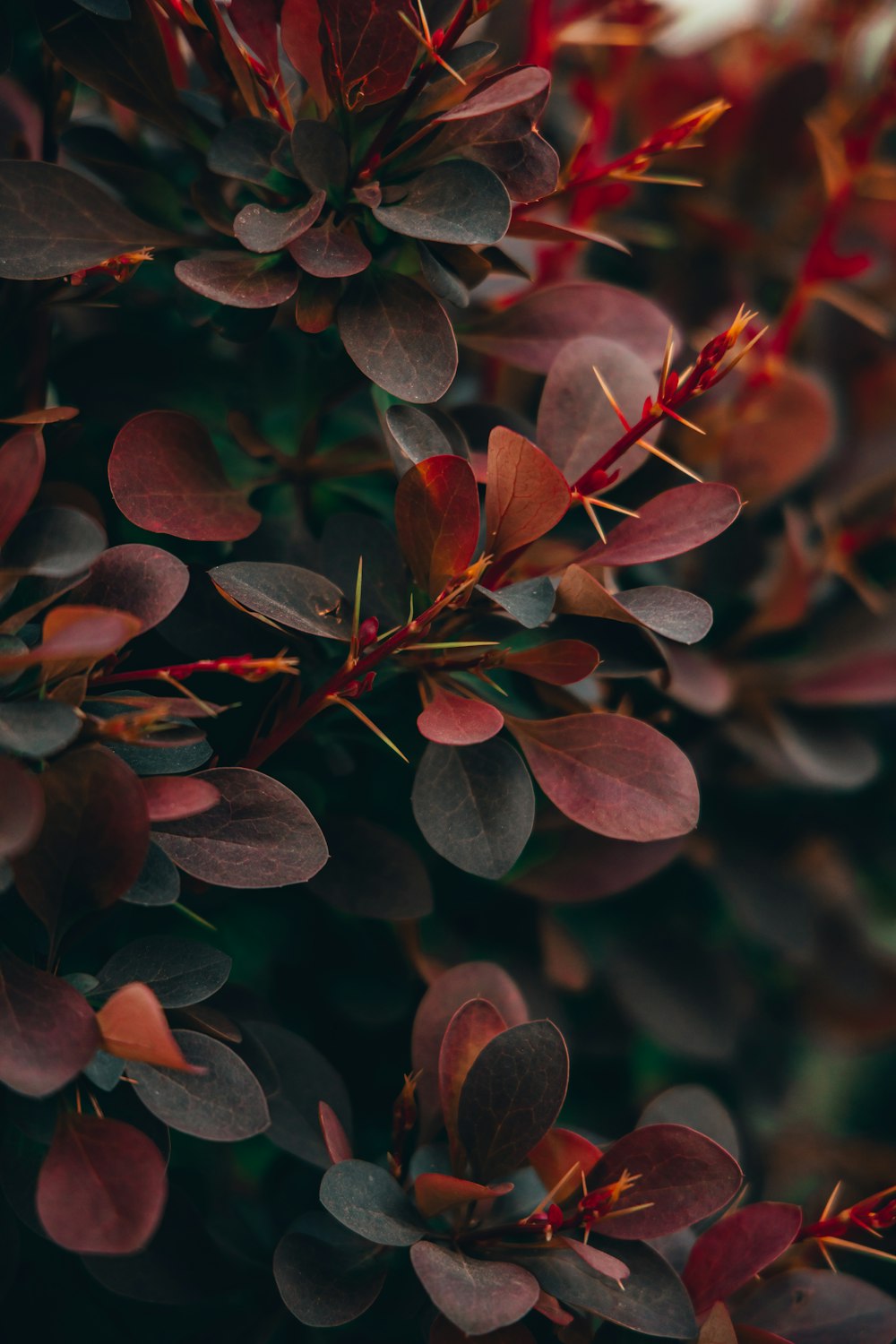 a close up of a bush with red leaves