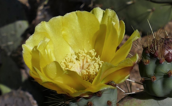A vibrant yellow cactus flower with delicate petals and a detailed center surrounded by green cactus pads with small spines.