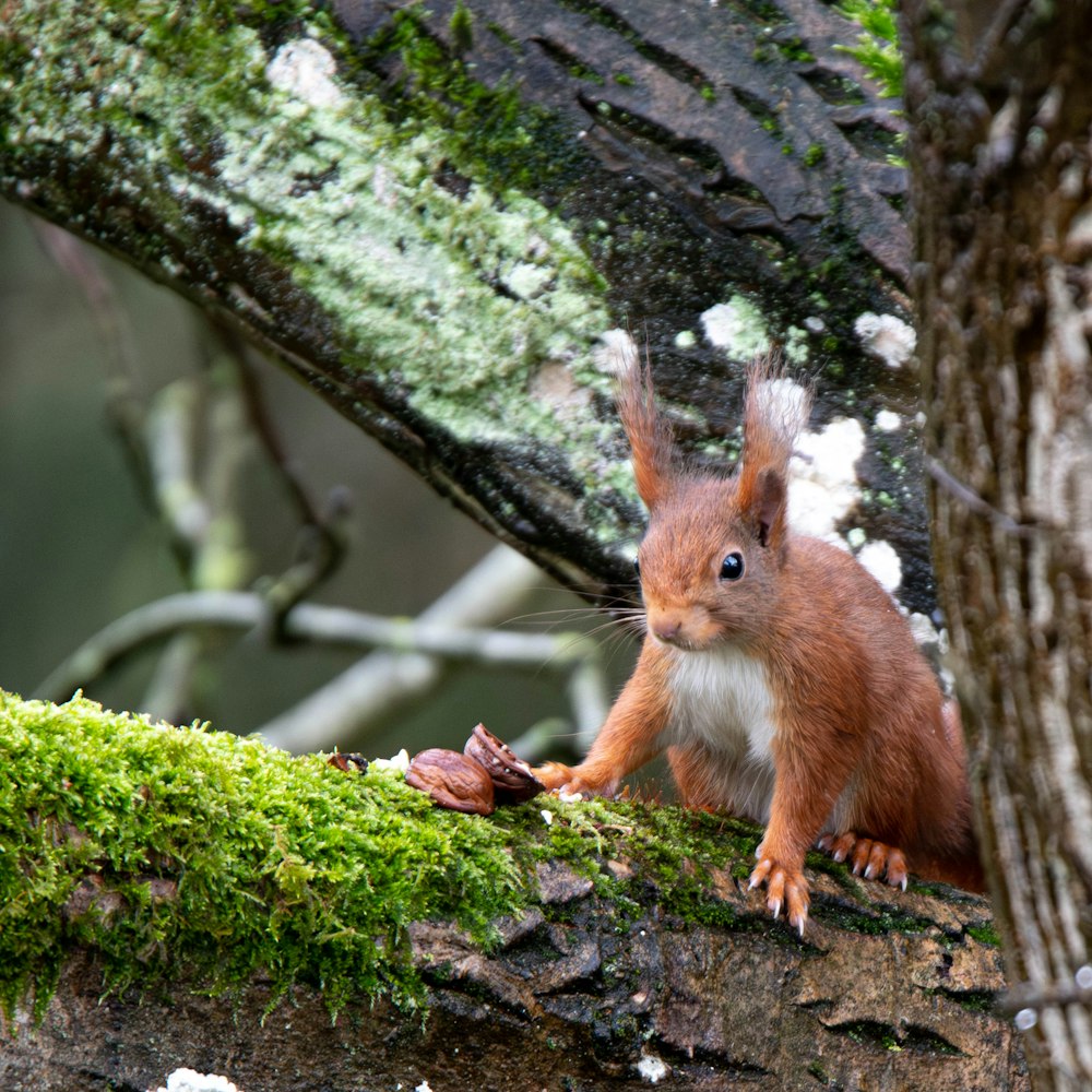 a squirrel is sitting on a mossy tree branch