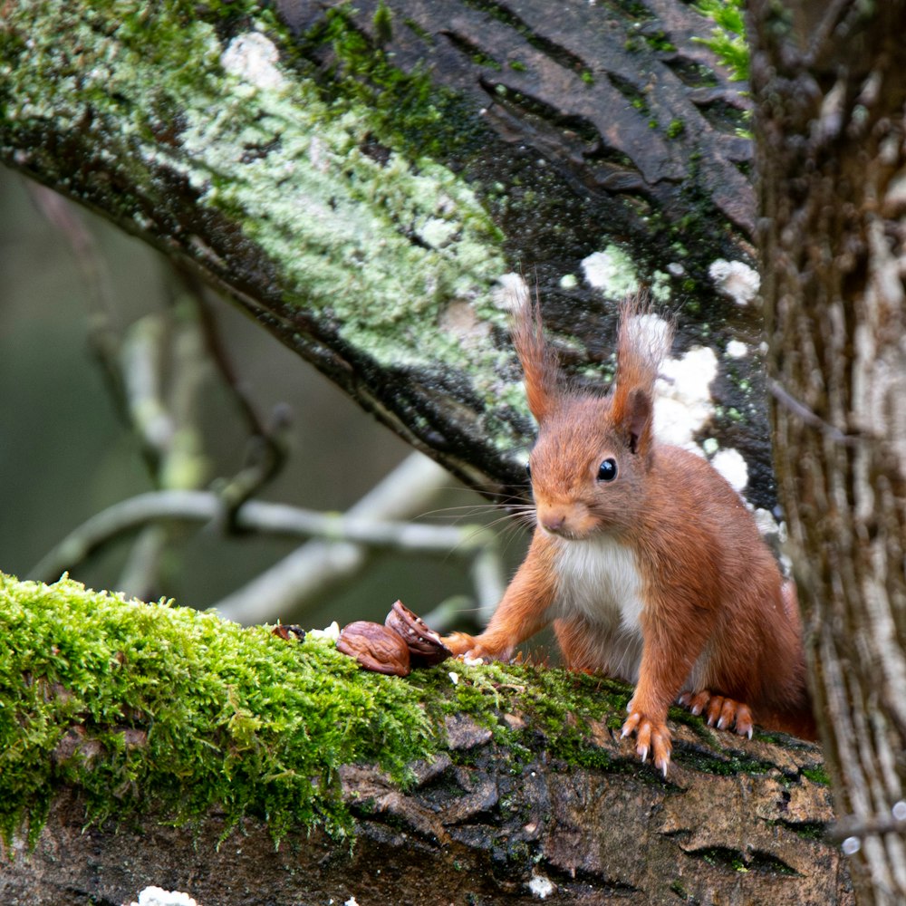 Un écureuil est assis sur une branche d’arbre moussue