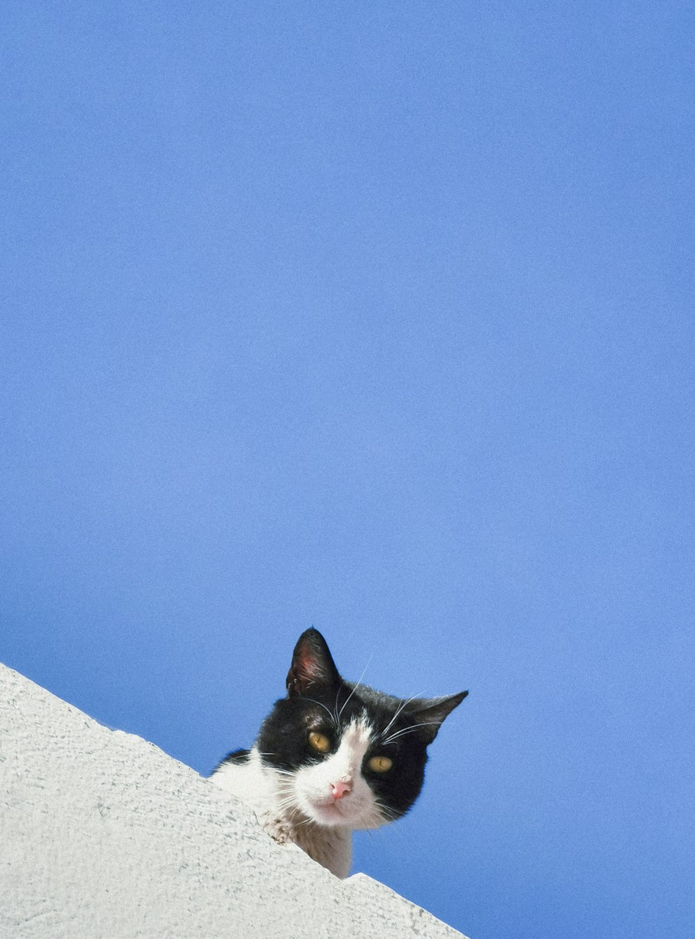 a black and white cat sitting on top of a snow covered hill