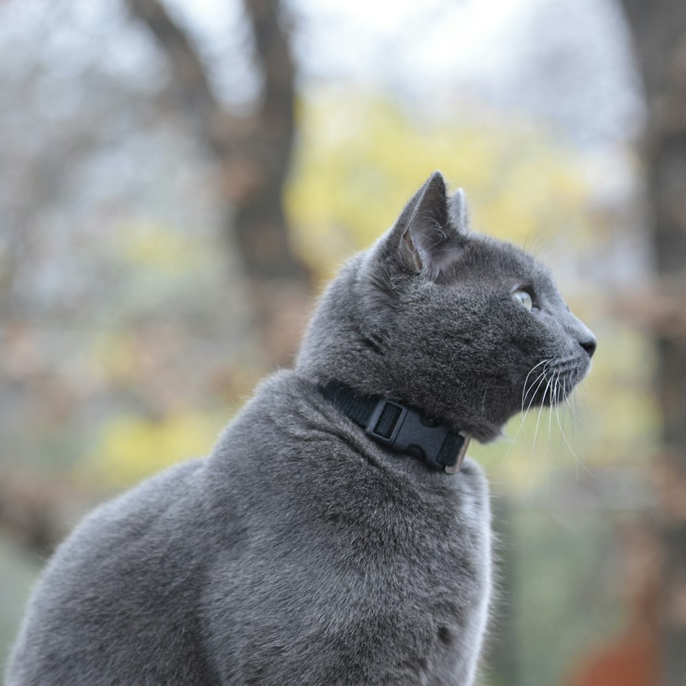 a gray cat with a black collar looking up