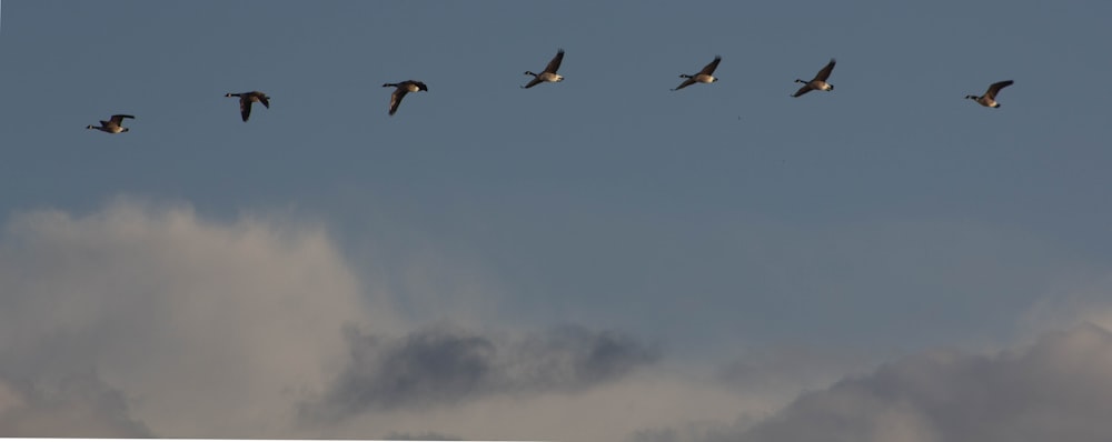 a flock of birds flying through a cloudy sky