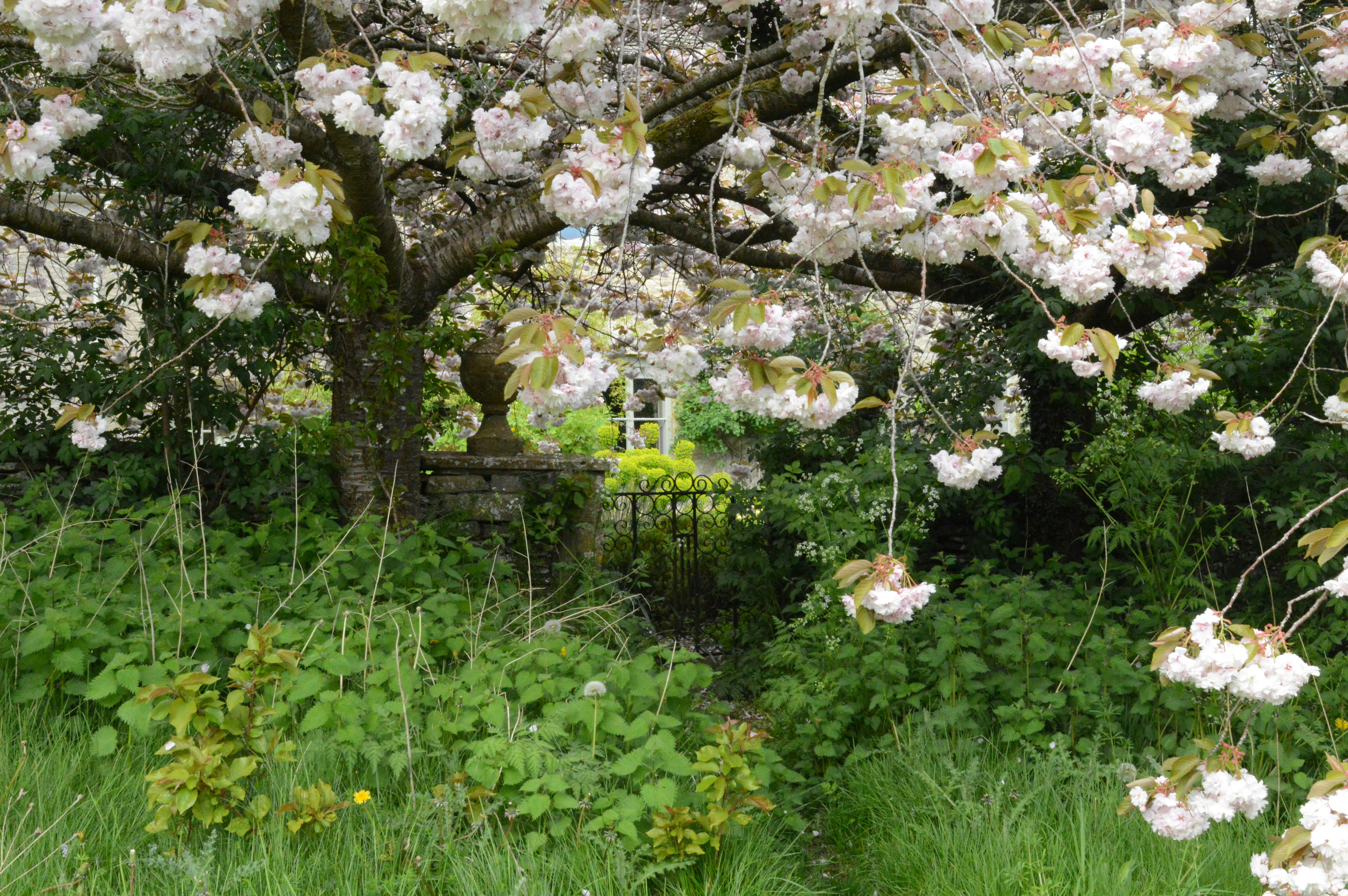 Cerejeira Ornamental: Beleza Oriental que Encanta os Olhos