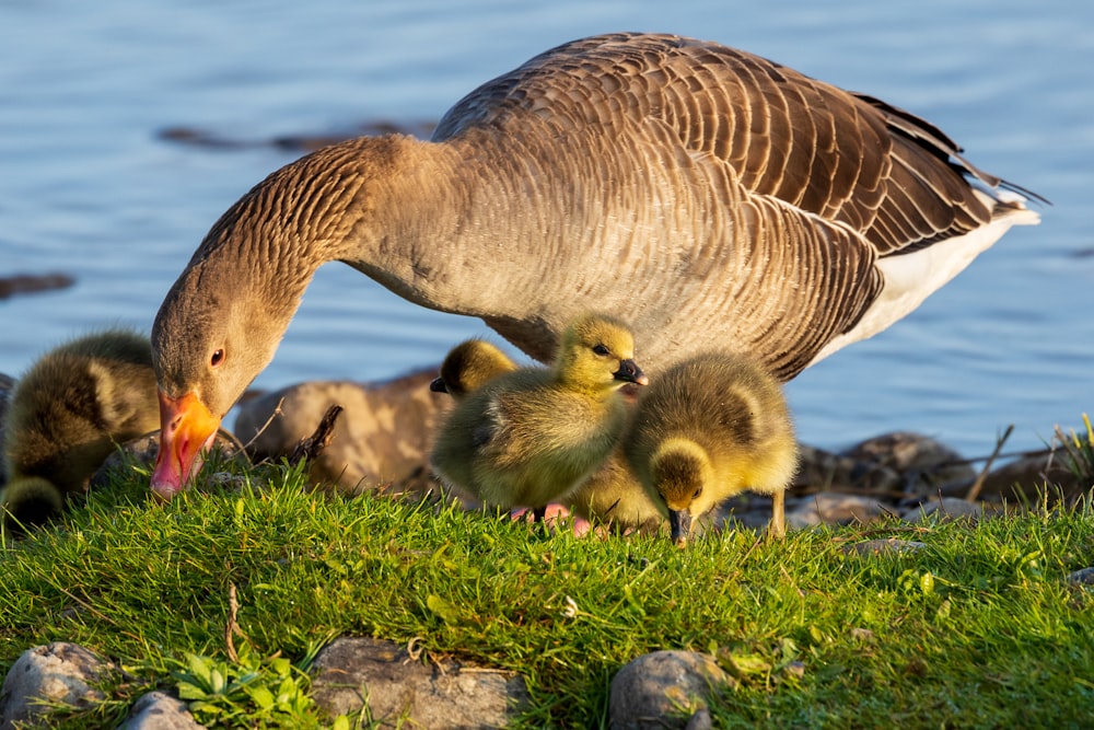 a mother goose feeding her young chicks by the water