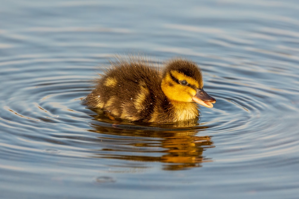 a duckling swimming in a pond with ripples on the water