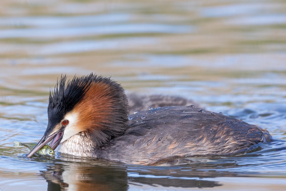 a close up of a bird in the water