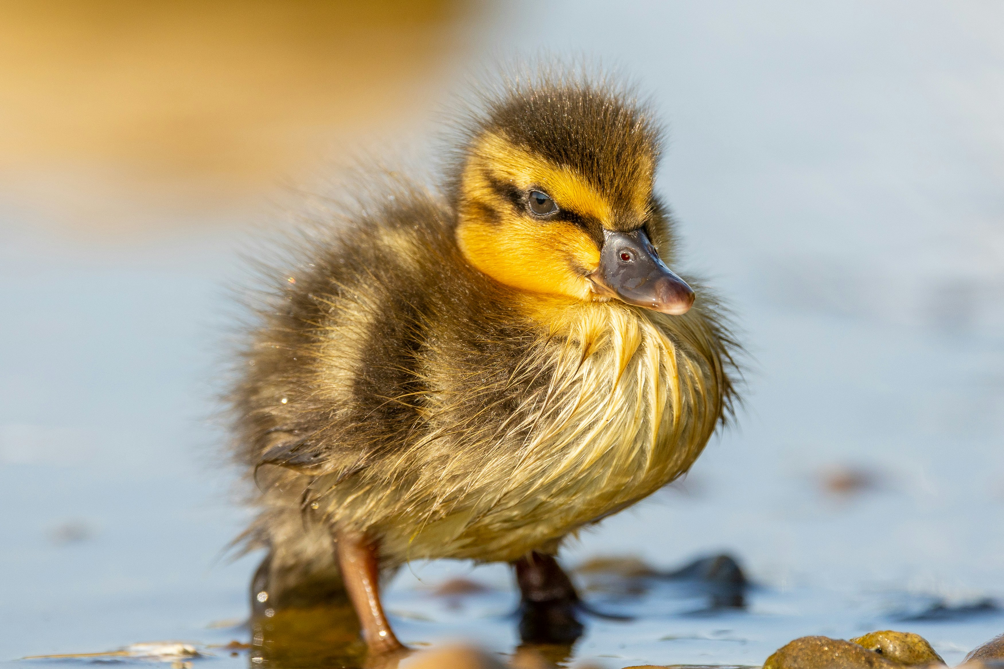 Photo by octopus_photo