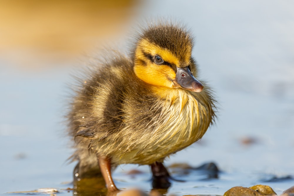 a duckling is standing in shallow water