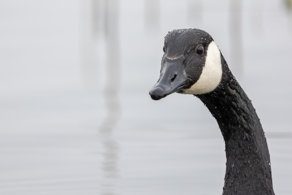 a black and white duck floating on top of a body of water