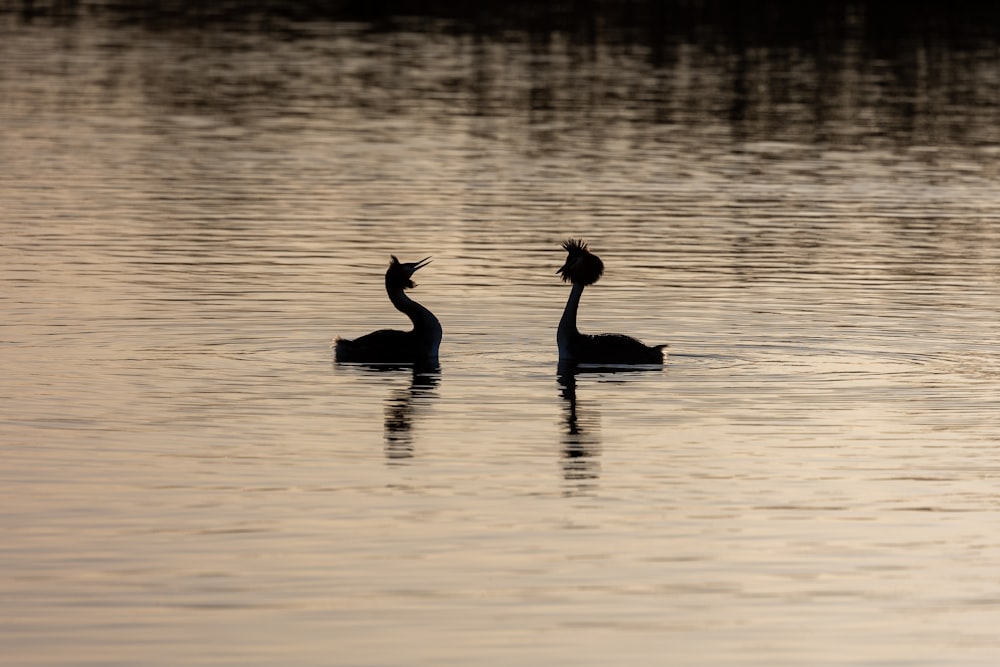 a couple of birds floating on top of a lake