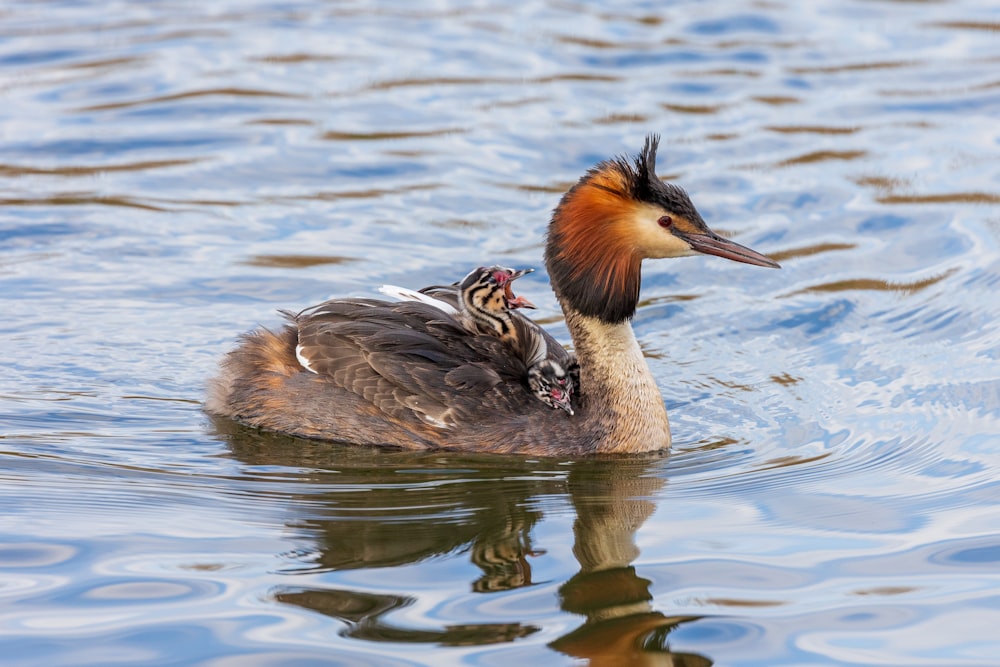 a couple of ducks floating on top of a body of water