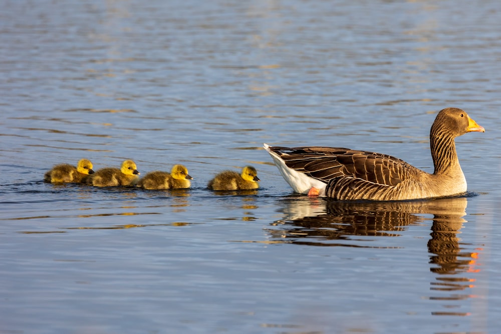 a mother duck with her ducklings in the water