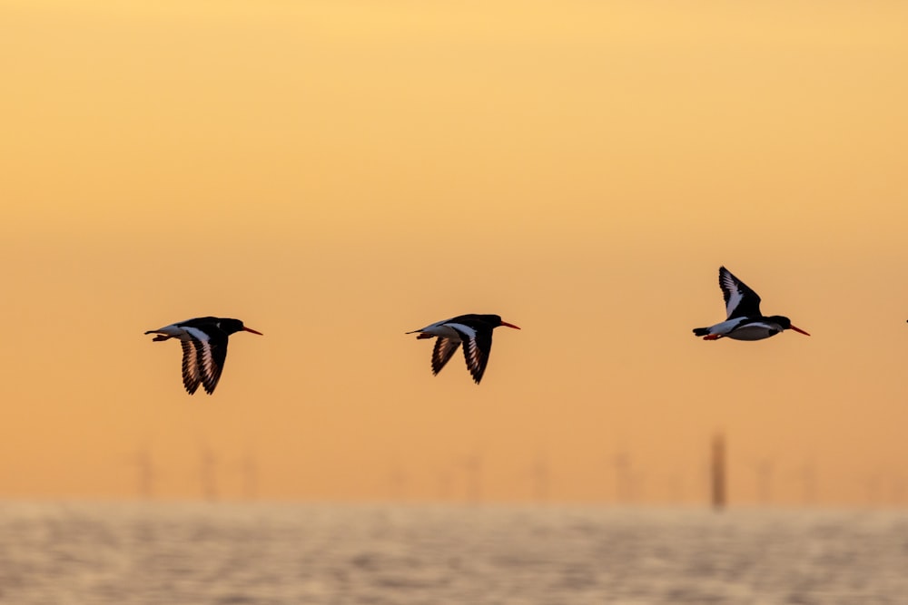 a flock of birds flying over a body of water