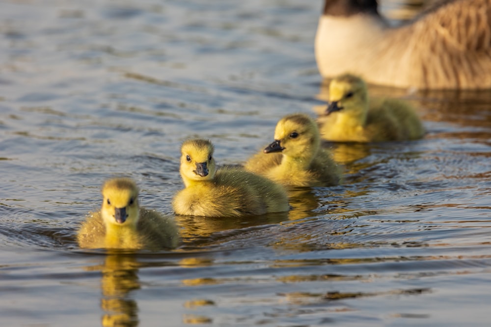 a group of ducklings swimming in the water