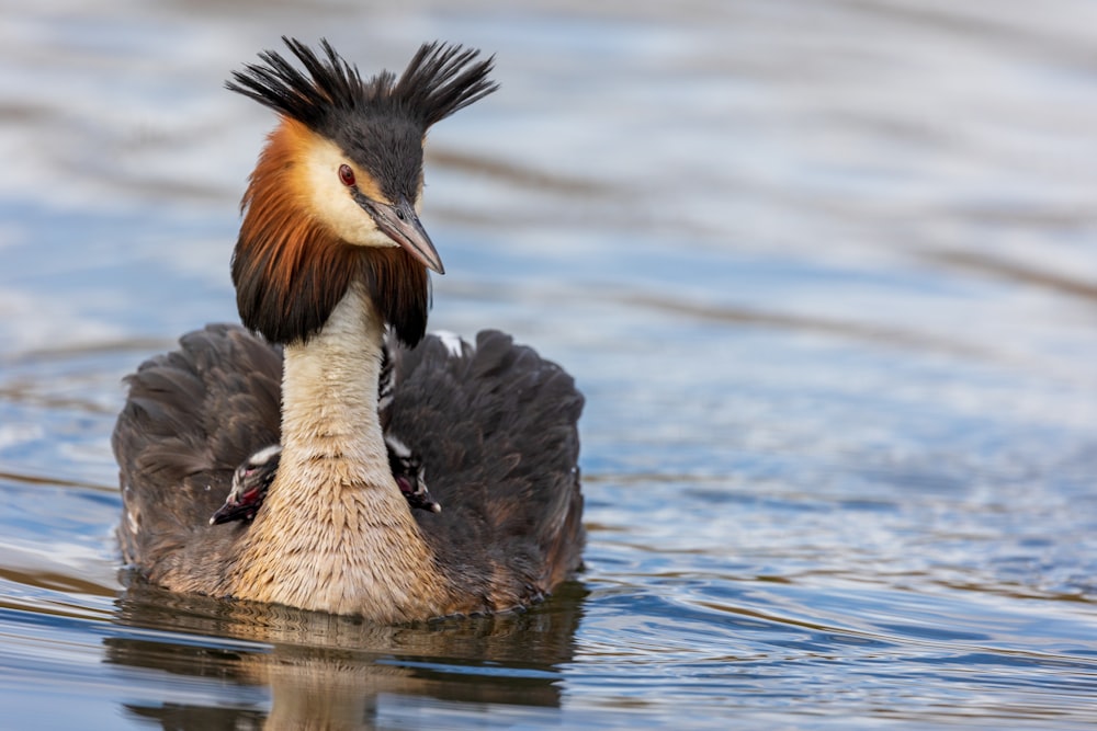 a close up of a bird in the water