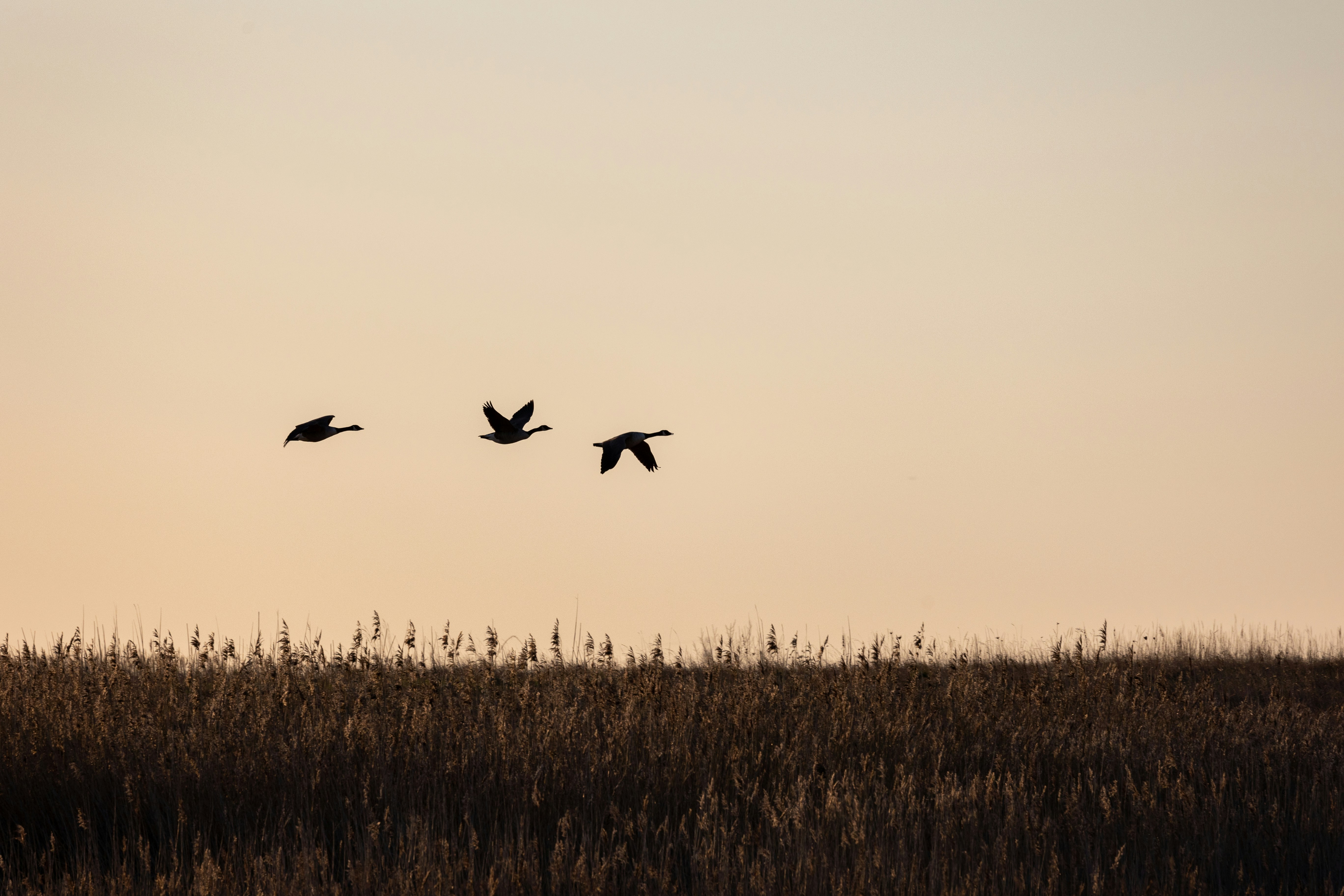 Photo by octopus_photo