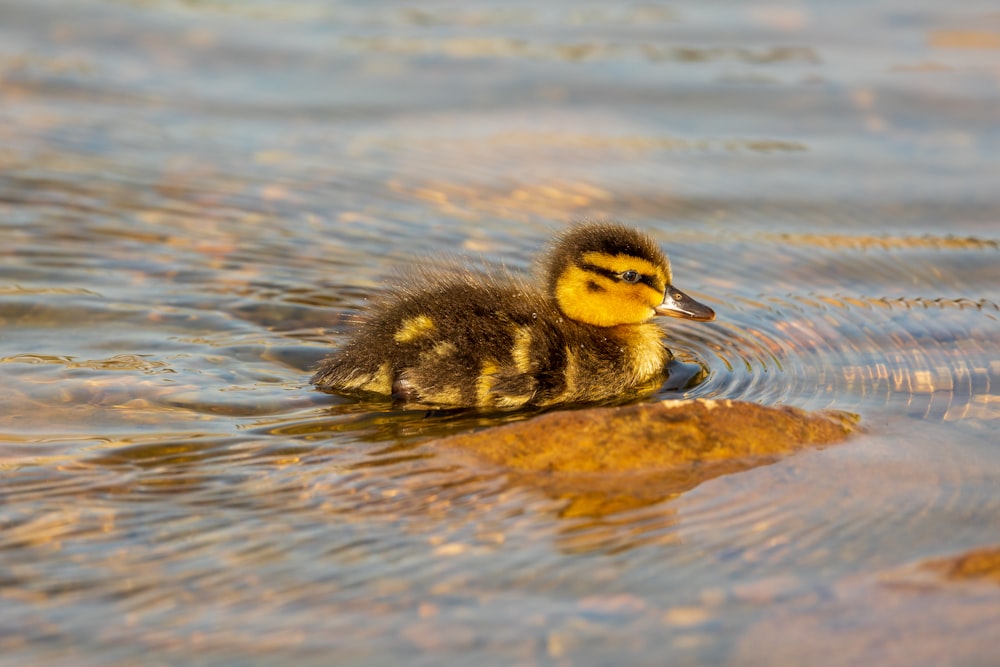 a duckling swims in the water near a rock