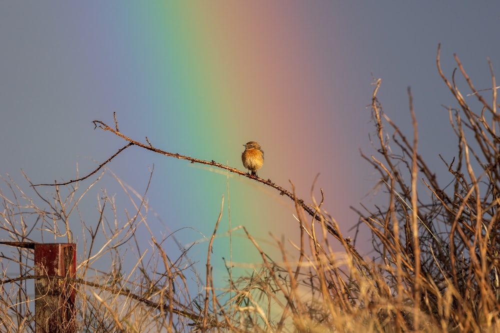 a bird sitting on a tree branch with a rainbow in the background