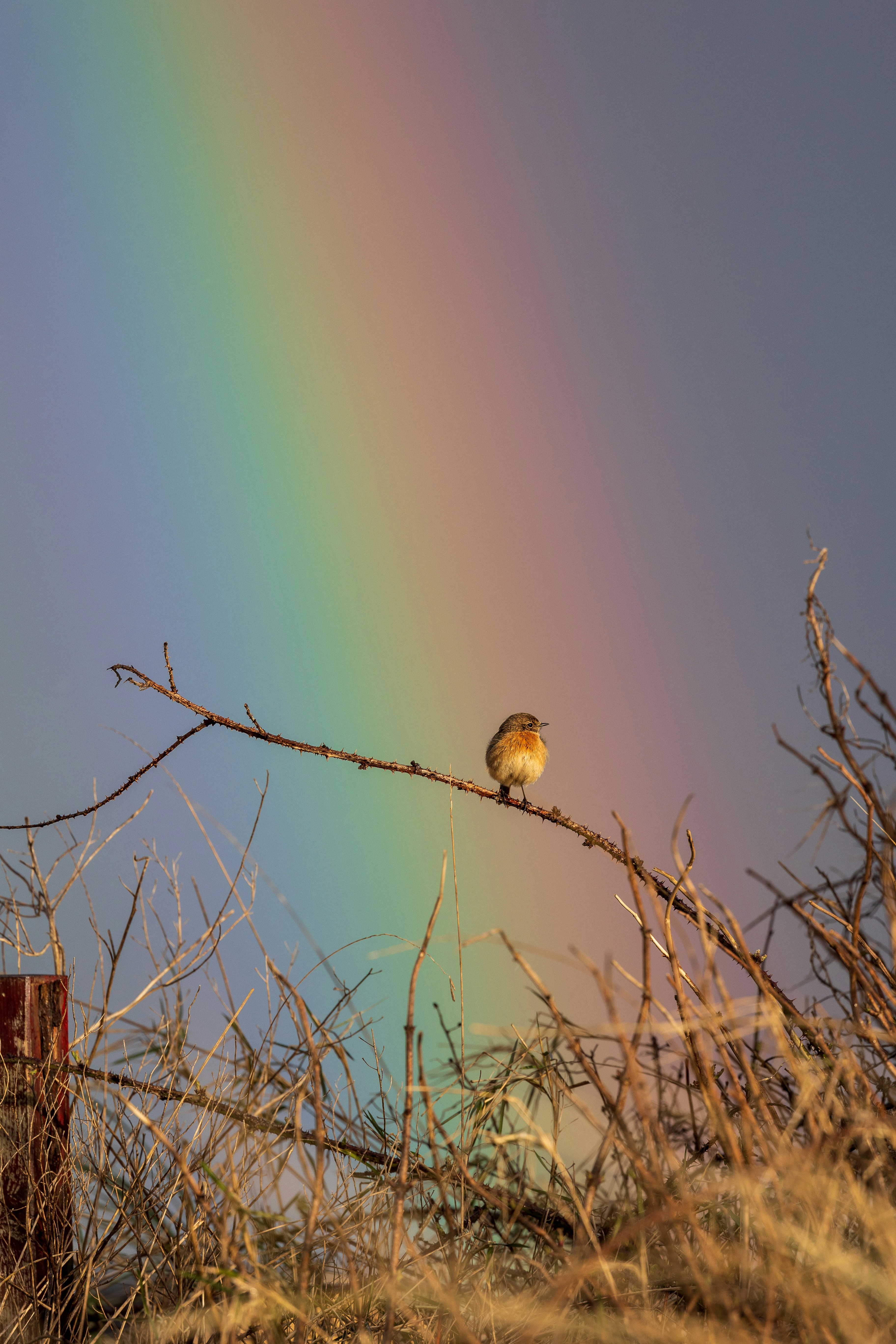 a bird sitting on a branch with a rainbow in the background