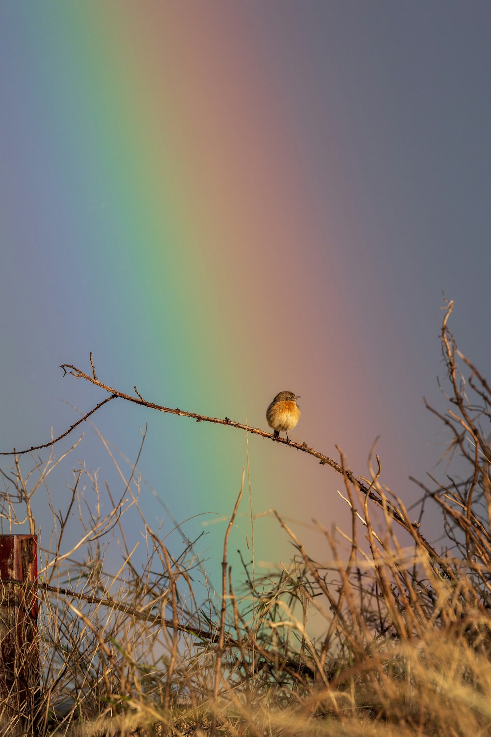 a bird sitting on a branch with a rainbow in the background