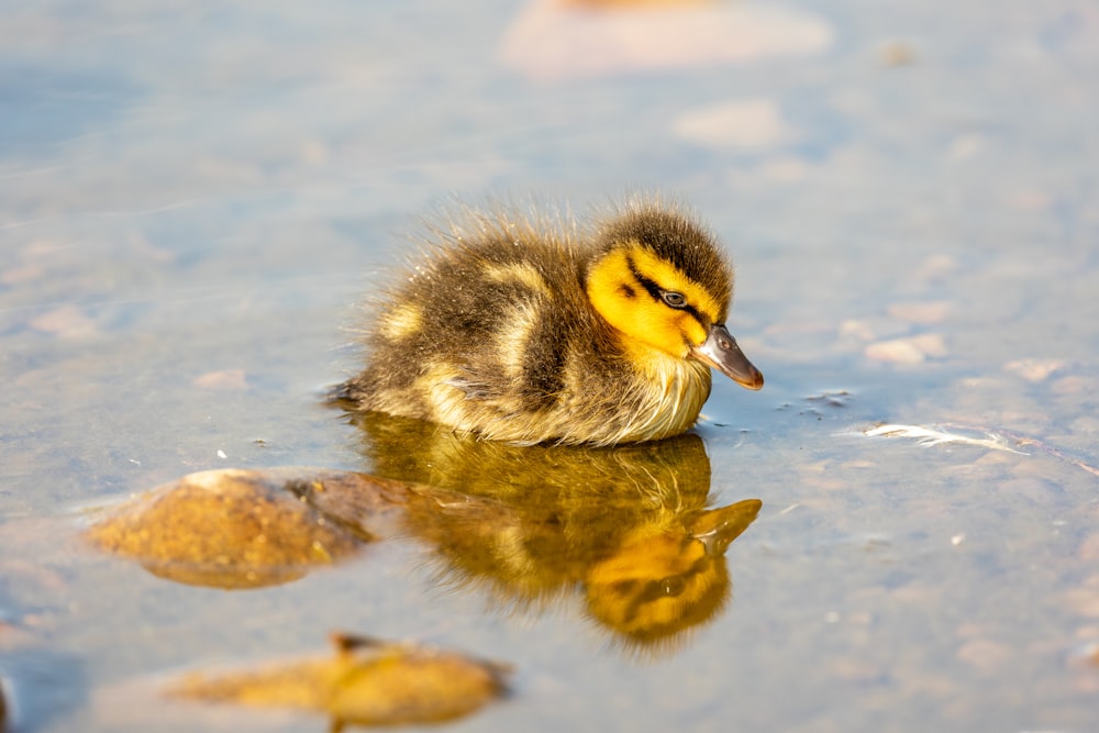 a duckling is swimming in the water